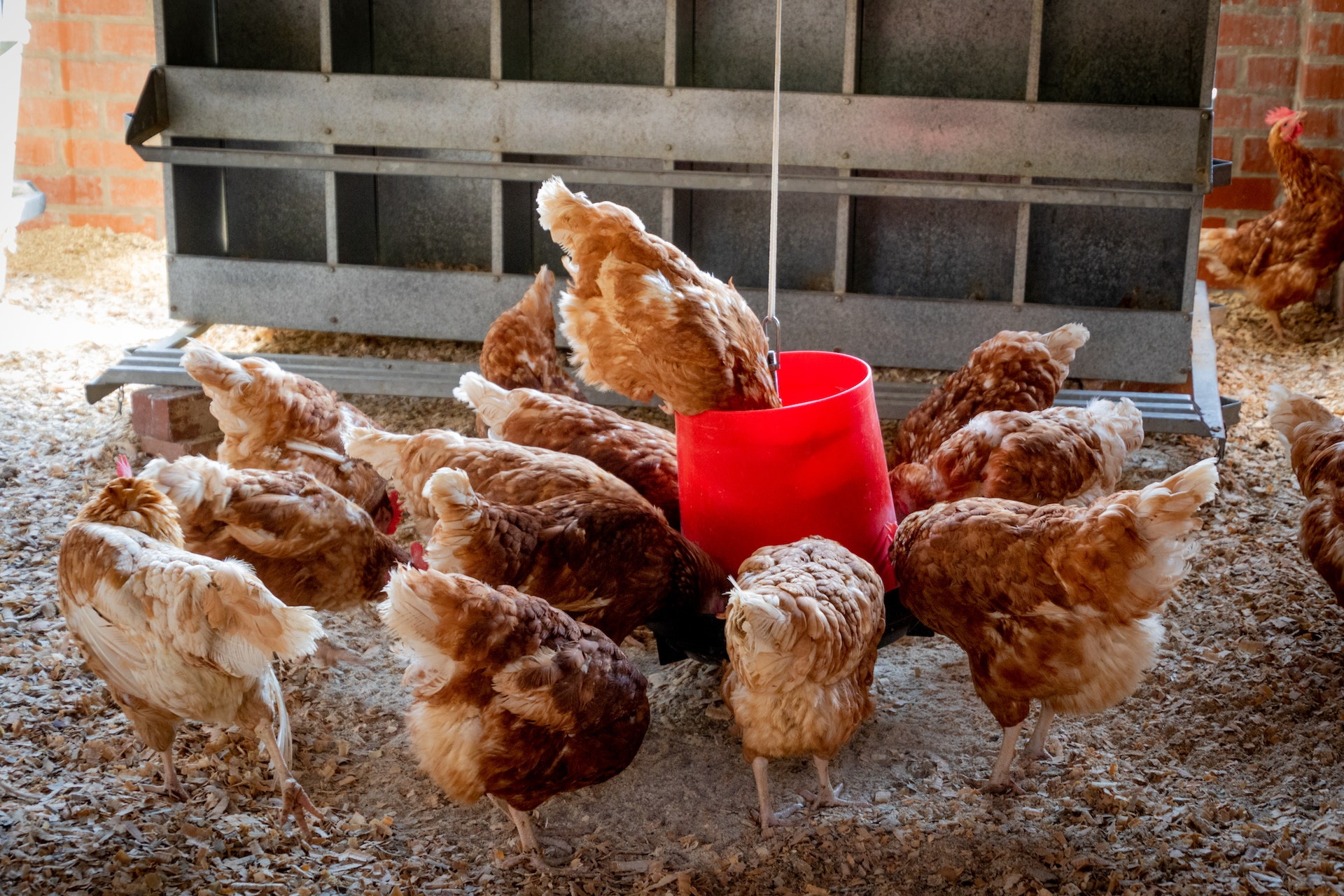 mangime per galline combattere lo spreco